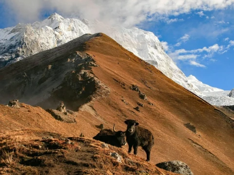 Langtang Valley with Gosaikunda and Lauribina La Pass Trek