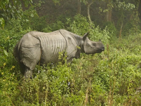 Chitwan Wildlife Adventure Tour