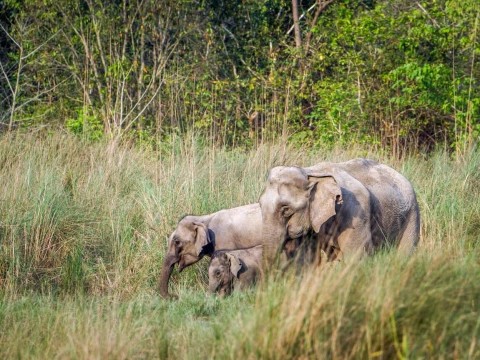 Bardia National Park Tour